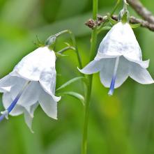 Zvonovec ľaliolistý