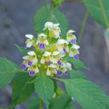 Konopnica úhľadná