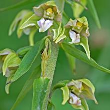 Kruštík širokolistý