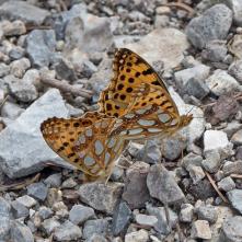 Perlovec malý - kopulácia