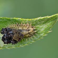 Štítnatec - Cassida nebulosa