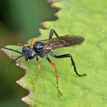 Tenthredo mandibularis