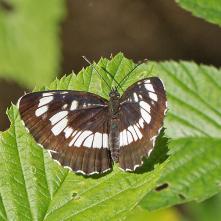 Bielopásovec tavoľníový