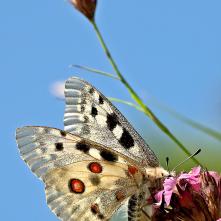 Jasoň červenooký - samica