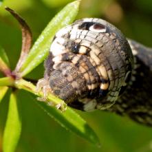 Lišaj vrbicový - húsenica