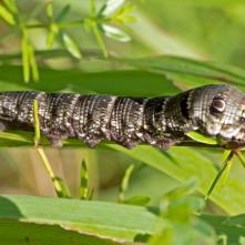 Lišaj vrbicový - húsenica