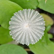 Prilbovec kostihojový