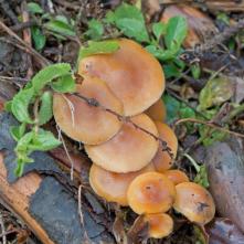 Plamienka bližšie neurená