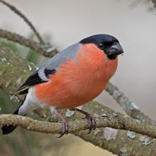 Hýl obyčajný - samček