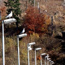 Čajka smejivá - na osvetlení priehradného múru na Palcmanskej Maši