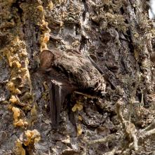 Netopier bližšie neurčený