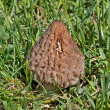 Smrčok kužeľovitý