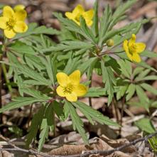Veternica iskernikovitá