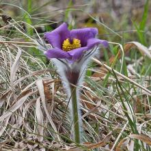 Poniklec prostredný - nafotený 1.5.2021 v 5.stupni ochrany prírody kedy začínal kvitnúť a 9.5. som ho už nenašiel. Nejaký "optimista" si ho zrejme preniesol do skalky v presvedčení, že mu tam porastie...