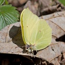 Žltáčik rešetliakový