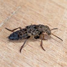 Drabčík Ontholestes tessellatus