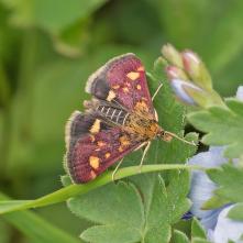 Vijačka zlatoškvrná