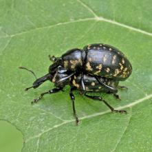 Tvrdoň deväťsilový