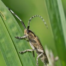 Vrzúnik úzkoštítový