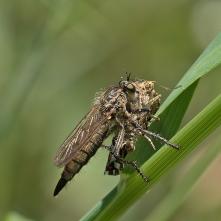 Dysmachus fuscipennis