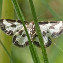 Lomastis marginata - piadivka liesková