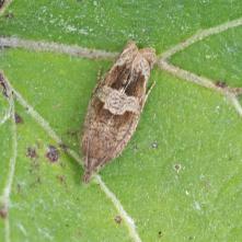 Epinotia tetraquetrana