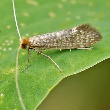 Adela Swammerdammová - Nematopogon Awammerdamella