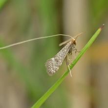 Nematopogon Swammerdamella