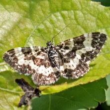 Epirrhoe tristata - Piadivka smútočná