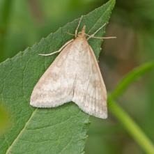 Udea nebulalis - Vijačka zvončeková