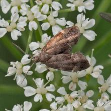 Listomôľka bližšie neurčená