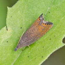 Koreňožrút obyčajný