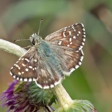 Súmračník horský