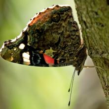 Babôčka admirálska