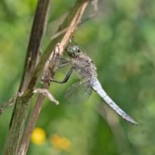 Vážka rybničná - samec