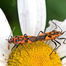 Obrubnica červená - kopulácia