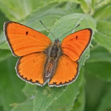 Ohniváčik veľký - samec