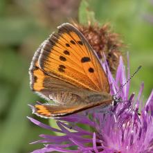 Ohniváčik veľký - samica