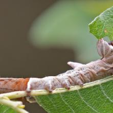 Chochlatka vŕbová - húsenica