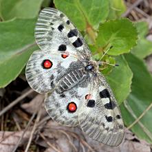 Jasoň červenooký - samica pri kladení vajec na rozchodníkovci