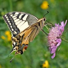 Vidlochvost feniklový