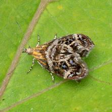 Listomôľka Bjerkaderová