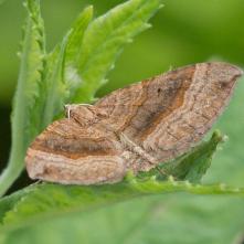 Piadivka stoklasová