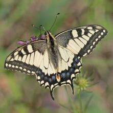 Vidlochvost feniklový