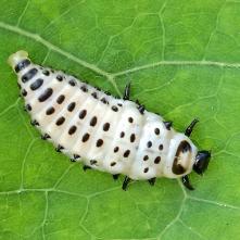 Chrysomela populi - larva