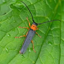 Fúzač dvojbodkový