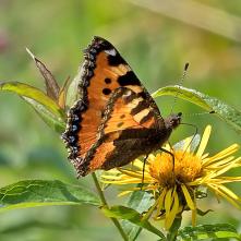 Babôčka pŕhľavová