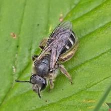 Lasioglossum laevigatum - včielka