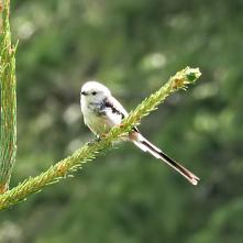 Mlynárka dlhochvostá