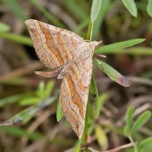 Piadivka stoklasová
